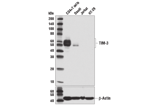 Western Blotting Image 2: TIM-3 (D5D5R<sup>™</sup>) XP<sup>®</sup> Rabbit mAb (BSA and Azide Free)