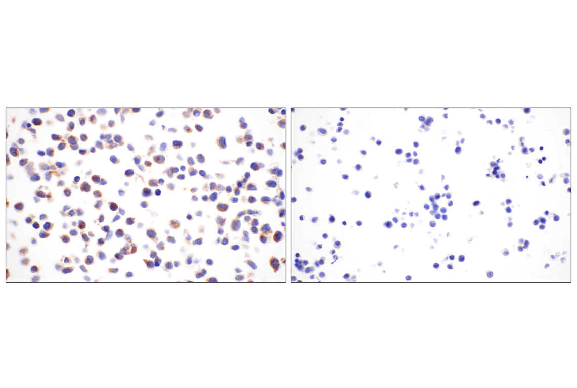 Immunohistochemistry Image 8: BACE1 (F4Z7X) Rabbit mAb (BSA and Azide Free)