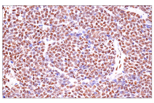Immunohistochemistry Image 3: USP39 (E8U2M) Rabbit mAb