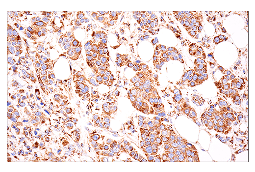 Immunohistochemistry Image 2: Glutaminase-1/GLS1 (E9H6H) XP<sup>®</sup> Rabbit mAb