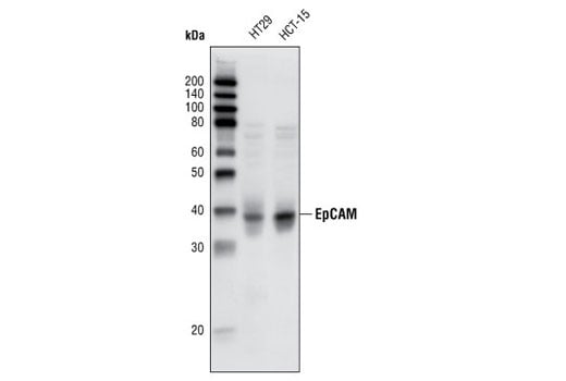Western Blotting Image 1: EpCAM (VU1D9) Mouse mAb