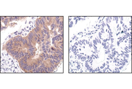 Immunohistochemistry Image 1: Acetyl-CoA Carboxylase Antibody