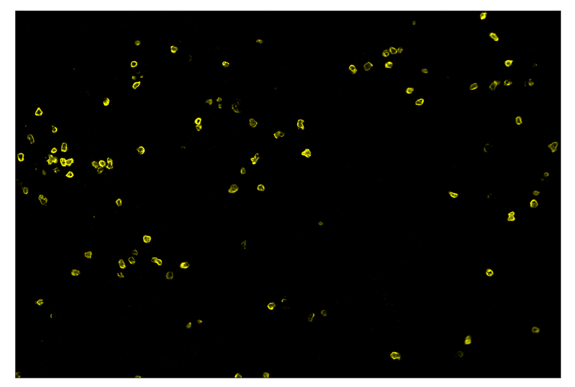 Immunohistochemistry Image 3: CD3ε (E4T1B) & CO-0048-750 SignalStar<sup>™</sup> Oligo-Antibody Pair