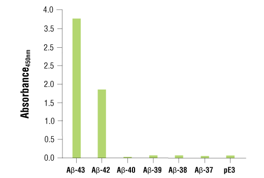 ELISA Image 1: PathScan<sup>®</sup> RP β-Amyloid (1-43) Sandwich ELISA Kit