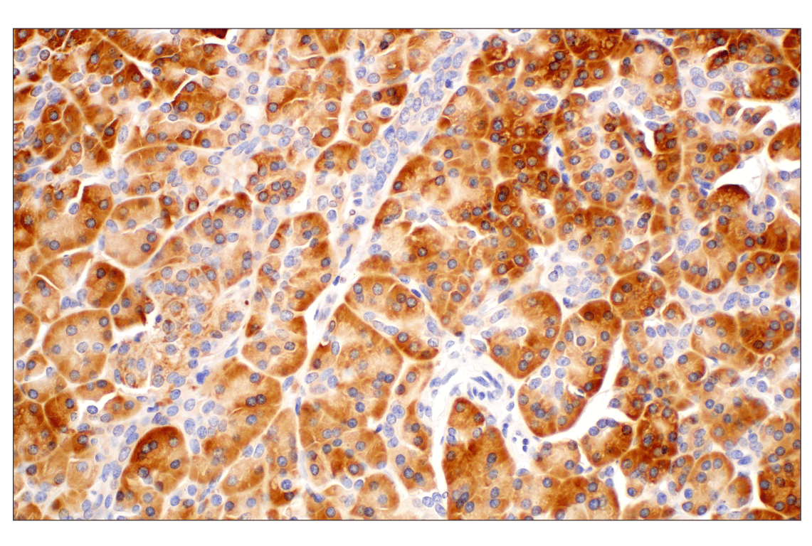 Immunohistochemistry Image 4: RACK1 (D59D5) Rabbit mAb