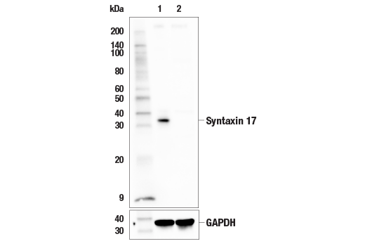 Western Blotting Image 1: Syntaxin 17 (E6R7P) Rabbit mAb
