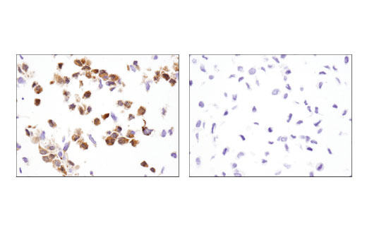Immunohistochemistry Image 3: Bax (D3R2M) Rabbit mAb (BSA and Azide Free)