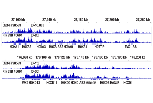 Chromatin Immunoprecipitation Image 2: CBX4 (E6L7X) Rabbit mAb