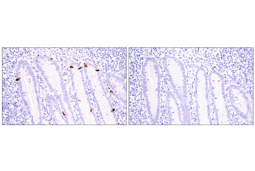Immunohistochemistry Image 4: CHGA (5H7) Mouse mAb