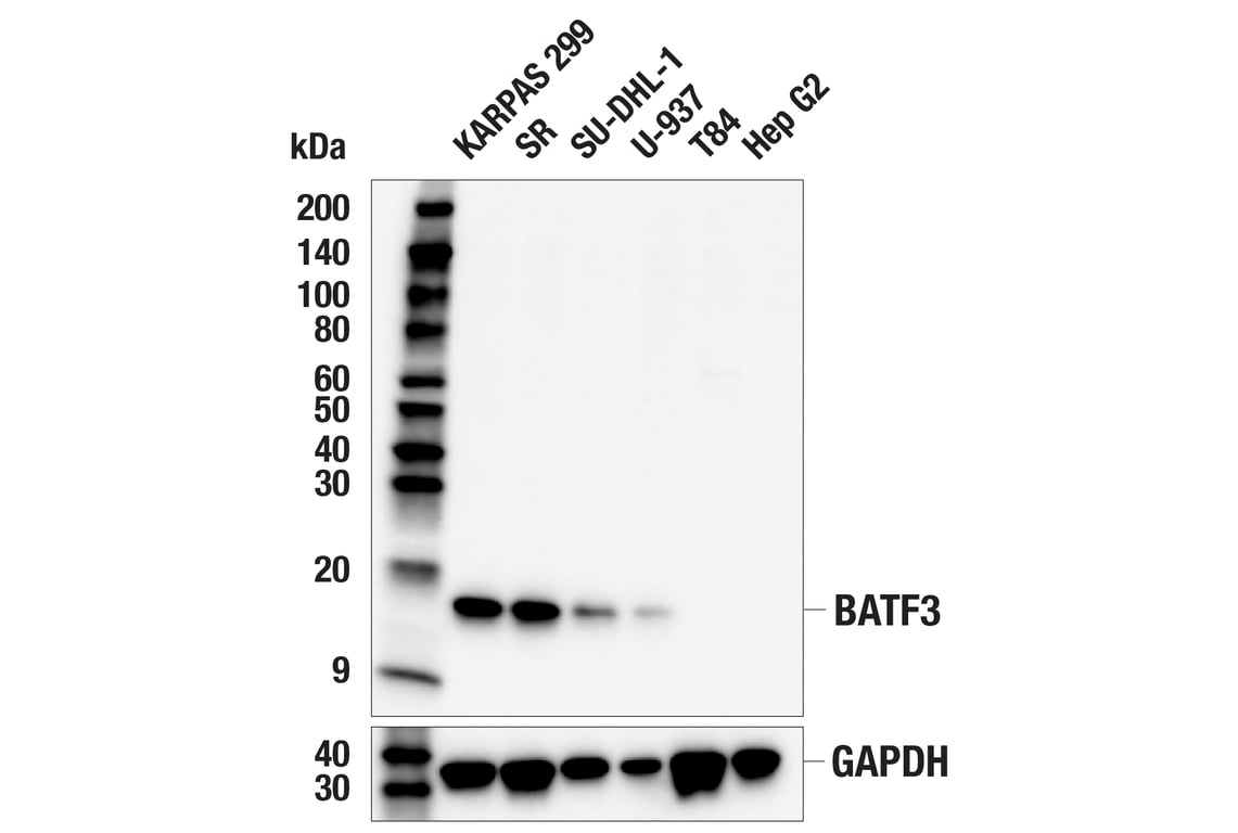 Western Blotting Image 1: BATF3 (E3F3L) Rabbit mAb