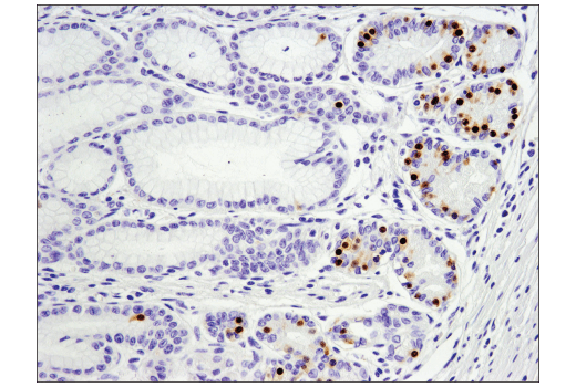 Immunohistochemistry Image 5: Pax6 (D3A9V) XP<sup>®</sup> Rabbit mAb