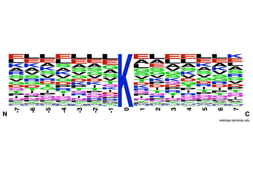 PTMScan Image 1: PTMScan<sup>®</sup> HS Ubiquitin/SUMO Remnant Motif (K-ε-GG) Kit
