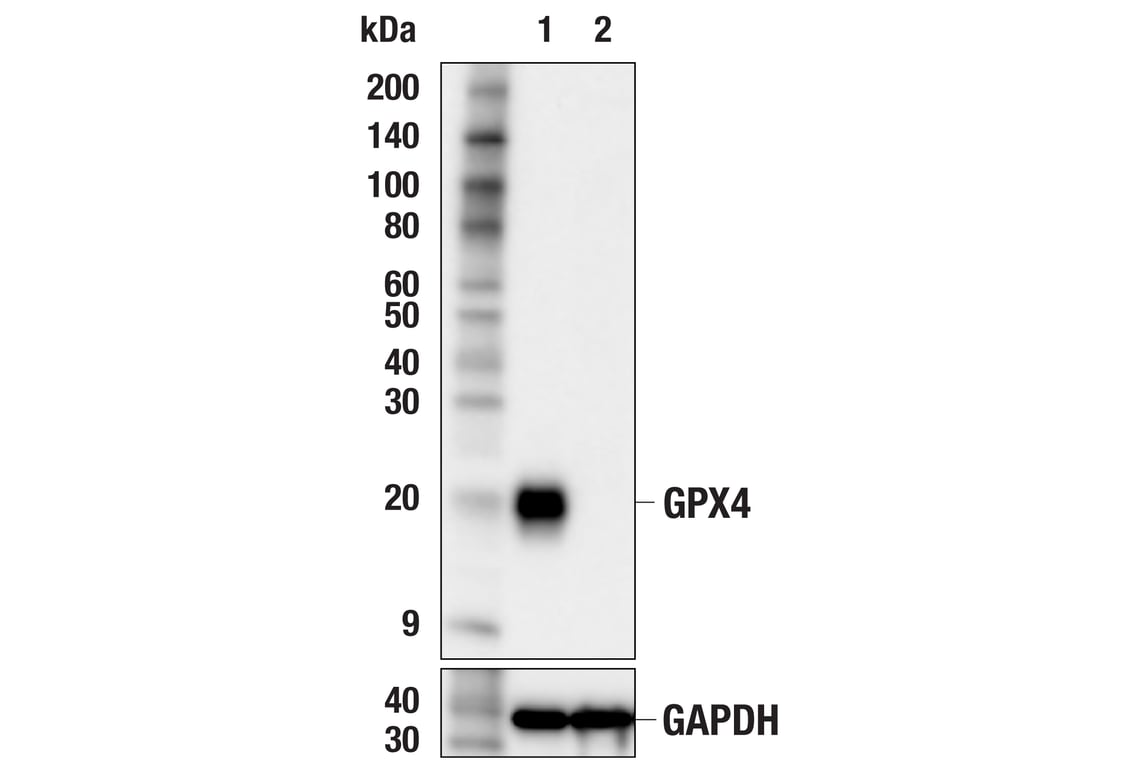 Western Blotting Image 3: GPX4 (E5Y8K) Rabbit mAb