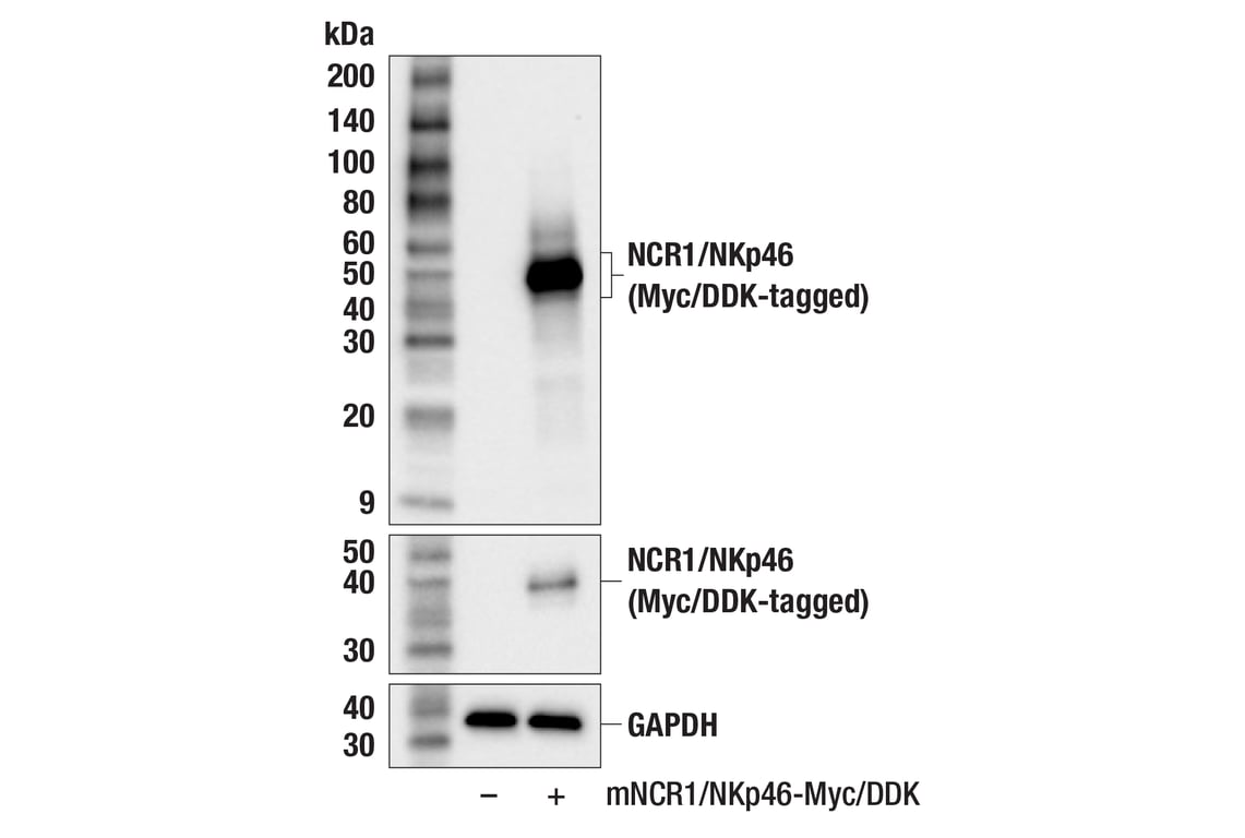 Western Blotting Image 2: NCR1/NKp46 (F8M2L) Rabbit mAb