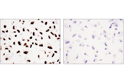 Immunohistochemistry Image 3: Tri-Methyl-Histone H3 (Lys36) (D5A7) XP<sup>®</sup> Rabbit mAb