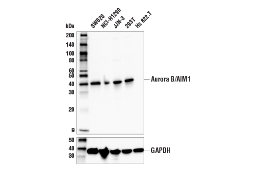 Western Blotting Image 1: Aurora B/AIM1 (E3R8N) Rabbit mAb