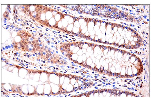 Immunohistochemistry Image 2: SOD1 (E4G1H) XP<sup>®</sup> Rabbit mAb