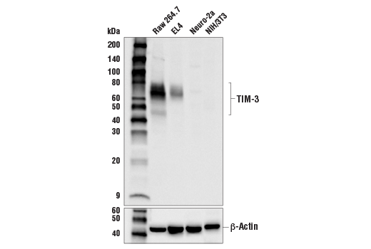 Western Blotting Image 1: TIM-3 (D3M9R) XP<sup>®</sup> Rabbit mAb (BSA and Azide Free)