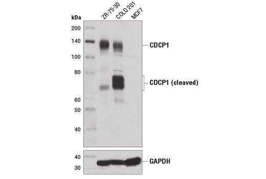 Western Blotting Image 1: CDCP1 (D1W9N) Rabbit mAb