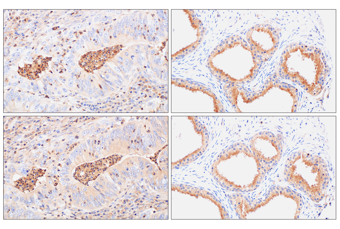 undefined Image 22: Rho-GTPase Antibody Sampler Kit