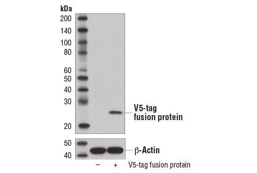 Western Blotting Image 1: V5-Tag (D3H8Q) Rabbit mAb (BSA and Azide Free)