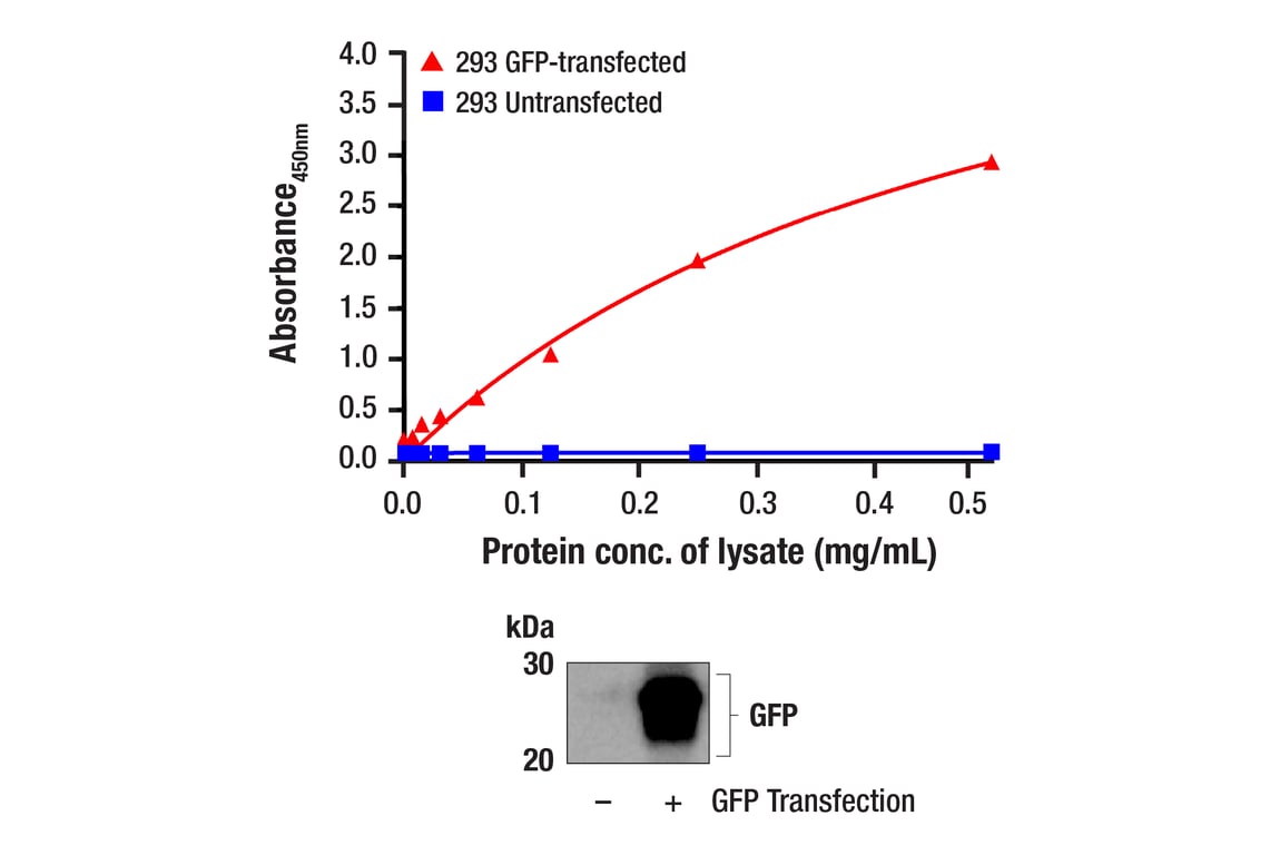 undefined Image 1: PathScan<sup>®</sup> Total GFP Sandwich ELISA Kit