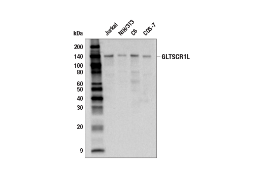 undefined Image 22: Non-Canonical BAF Complex Antibody Sampler Kit