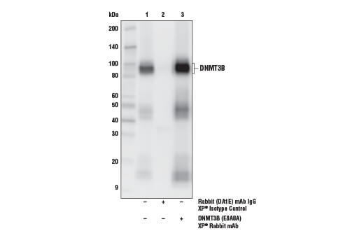 Immunoprecipitation Image 1: DNMT3B (E8A8A) XP<sup>®</sup> Rabbit mAb