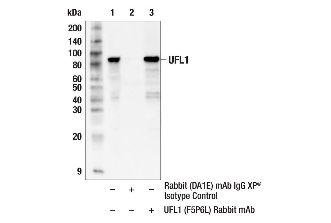 Immunoprecipitation Image 1: UFL1 (F5P6L) Rabbit mAb