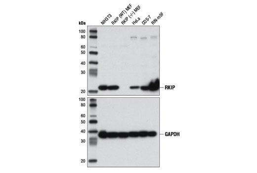 Western Blotting Image 1: RKIP (D42F3) Rabbit mAb