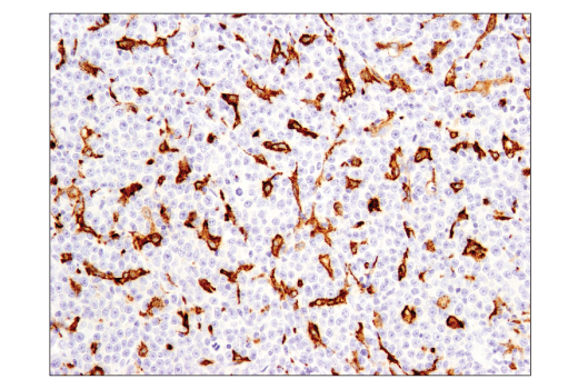 Immunohistochemistry Image 3: CD163 (D6U1J) Rabbit mAb (BSA and Azide Free)