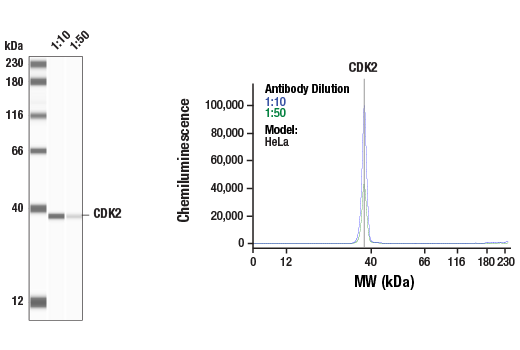 Western Blotting Image 1: CDK2 (78B2) Rabbit mAb