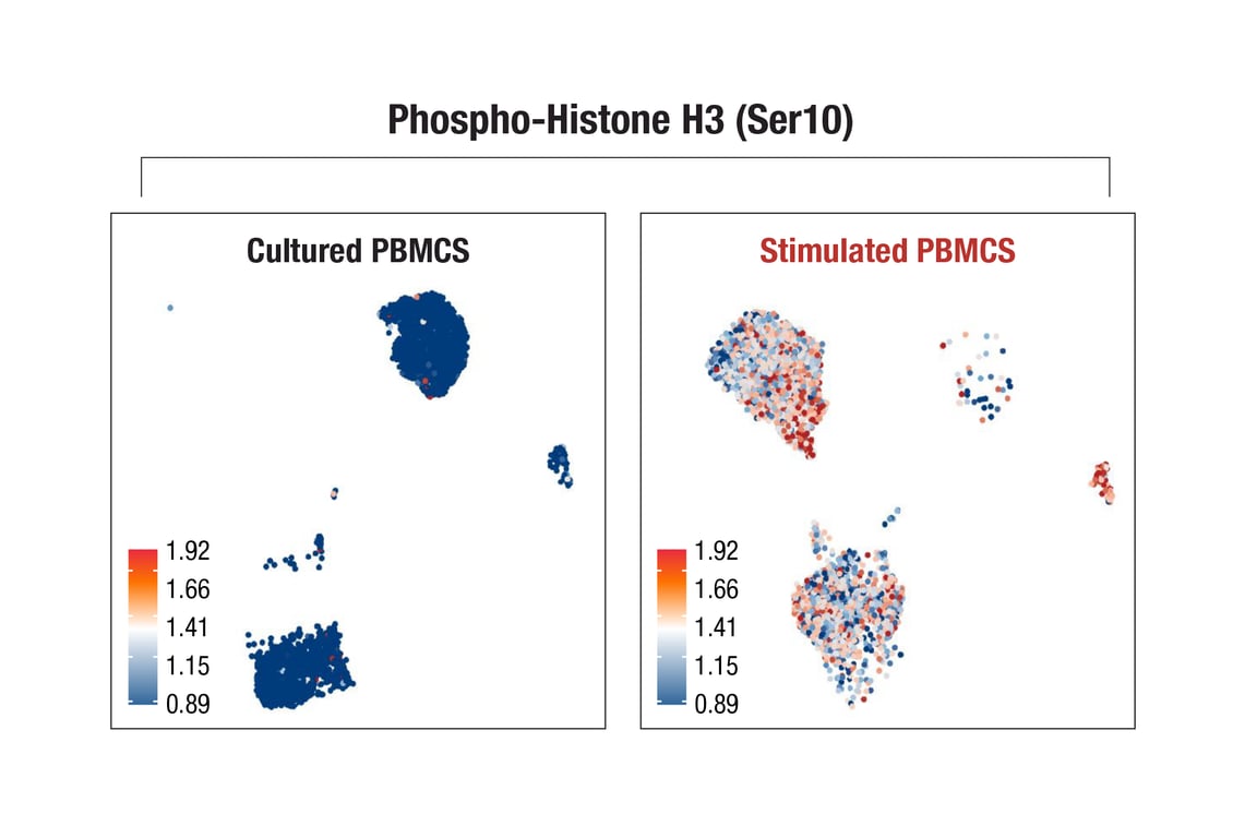 SCA Image 1: Phospho-Histone H3 (Ser10) (D2C8) XP® Rabbit mAb (InTraSeq™ 3' Conjugate 3024)
