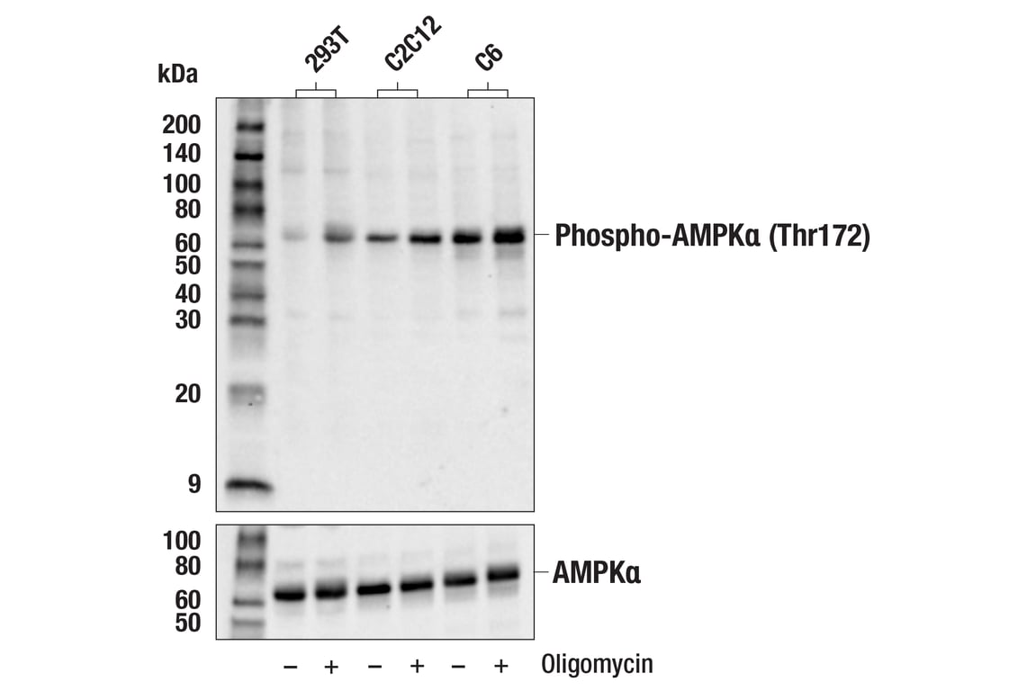 Western Blotting Image 2: Phospho-AMPKα (Thr172) (D79.5E) Rabbit mAb