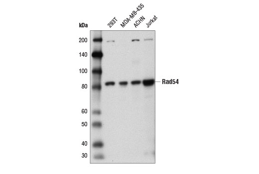 undefined Image 6: Homologous Recombination (HR) DNA Repair Antibody Sampler Kit