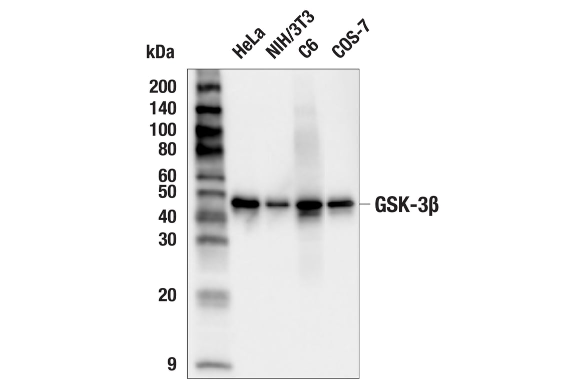 Western Blotting Image 2: GSK-3β (3D10) Mouse mAb