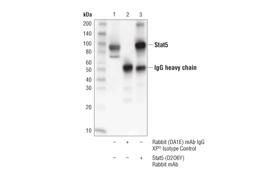 undefined Image 17: Stat3/Stat5 Signaling Antibody Sampler Kit