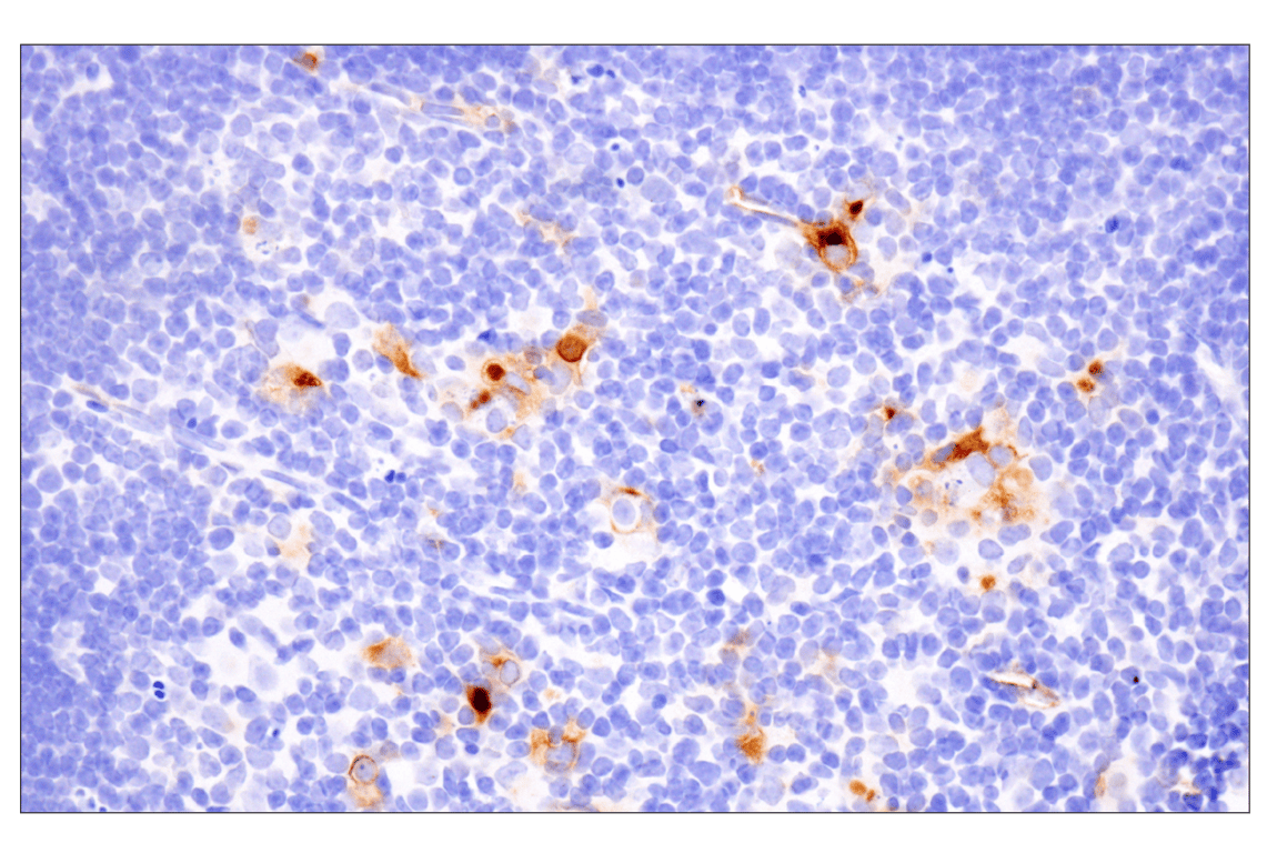 Immunohistochemistry Image 8: CD14 (D1U2Y) Rabbit mAb