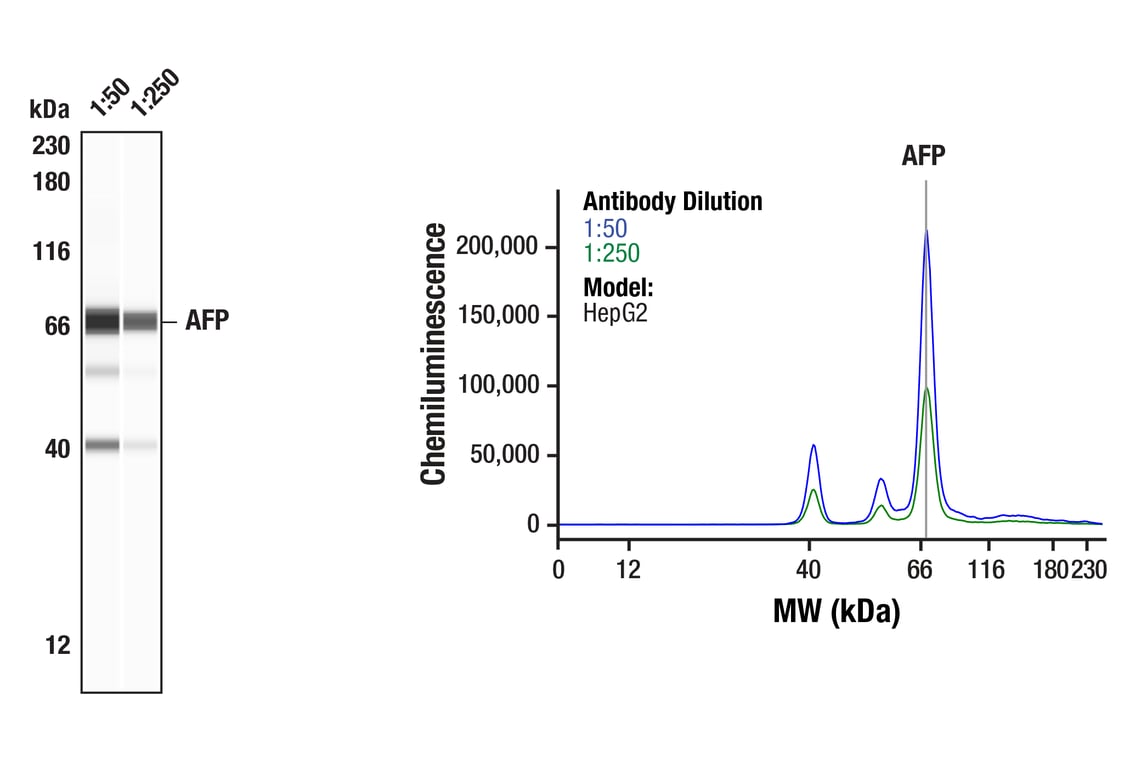 Western Blotting Image 1: AFP (D12C1) Rabbit mAb