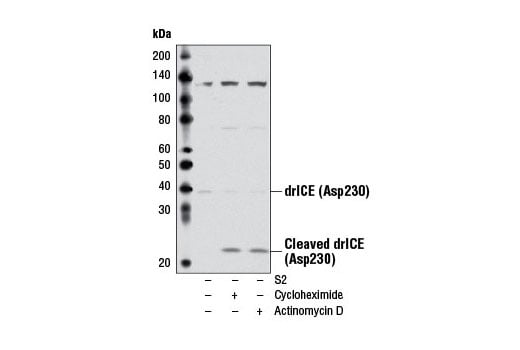 Western Blotting Image 1: Cleaved Drosophila ICE (drICE) (Asp230) Antibody