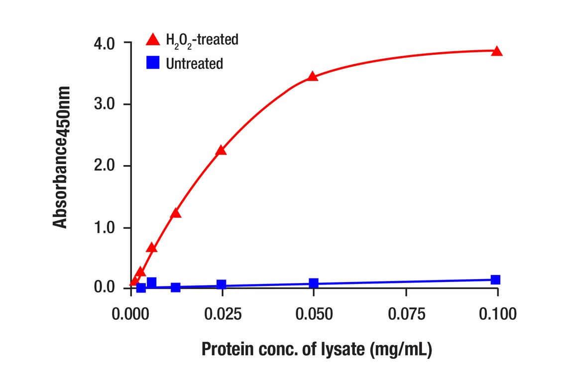 ELISA Image 1: Phospho-HS1 (Tyr378/397) (D12C1) XP<sup>®</sup> Rabbit mAb (BSA and Azide Free)