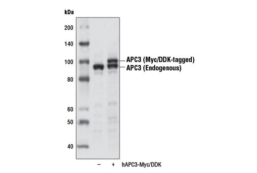 Western Blotting Image 2: APC3 (D3I1V) Rabbit mAb