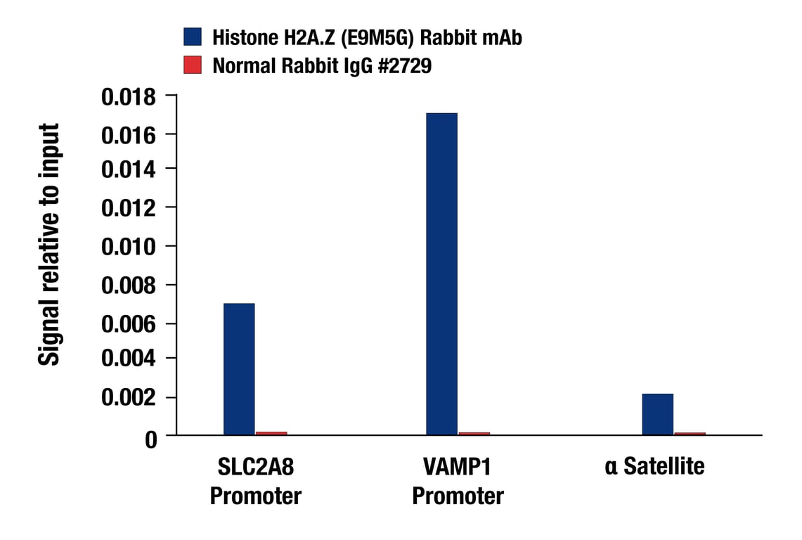 Chromatin Immunoprecipitation Image 3: Histone H2A.Z (E9M5G) Rabbit mAb