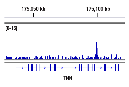 undefined Image 13: BAF Complex Antibody Sampler Kit II