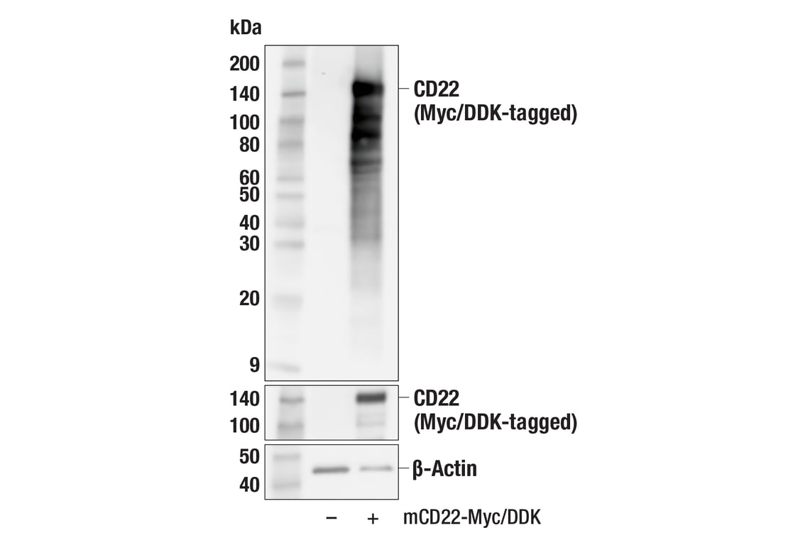 Western Blotting Image 1: CD22 (F9D1W) Rabbit mAb (BSA and Azide Free)