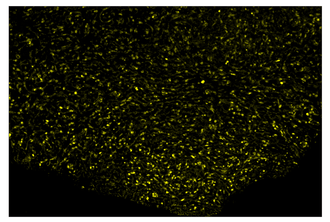 Immunohistochemistry Image 3: PCNA (D3H8P) & CO-0090-488 SignalStar<sup>™</sup> Oligo-Antibody Pair