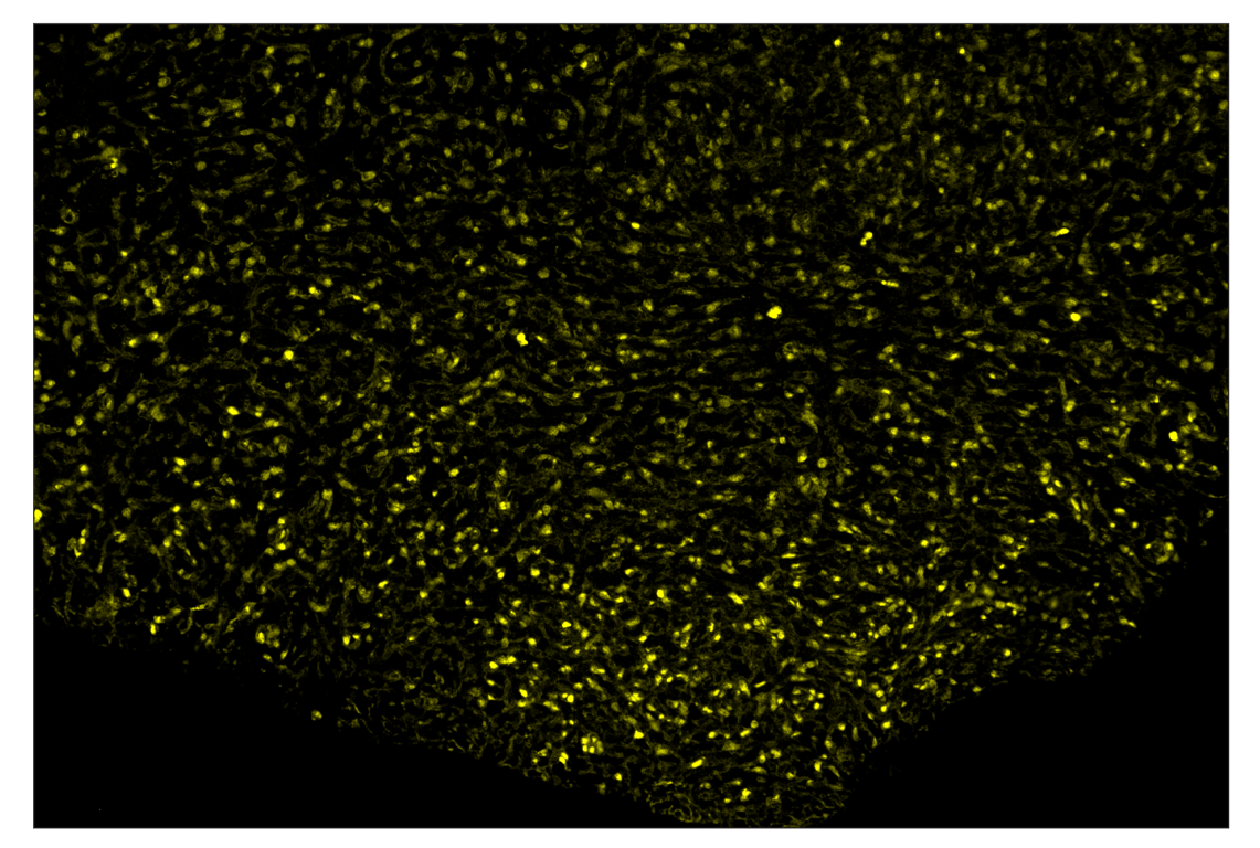 Immunohistochemistry Image 3: PCNA (D3H8P) & CO-0090-594 SignalStar<sup>™</sup> Oligo-Antibody Pair