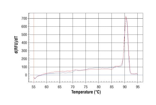 Chromatin Immunoprecipitation Image 2: SimpleChIP<sup>®</sup> Human MyoD1 Exon 1 Primers