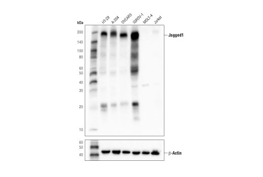 Western Blotting Image 1: Jagged1 (D4Y1R) XP® Rabbit mAb