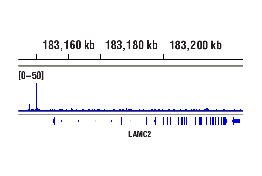 undefined Image 15: PhosphoPlus<sup>®</sup> NF-κB p65/RelA (Ser536) Antibody Duet